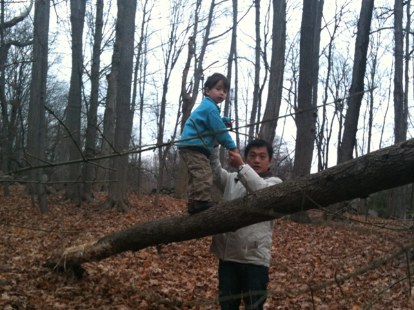 Climbing Up a Fallen Tree